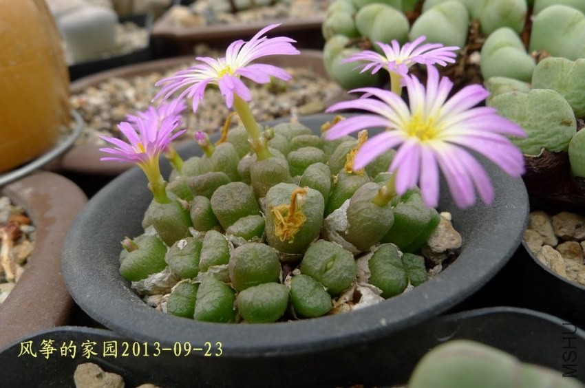 P1070161.jpg