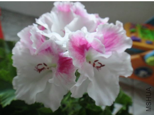 QQ��ͼ20130923210330.png