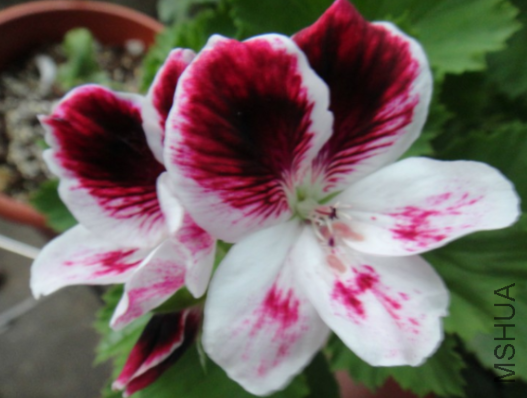 QQ��ͼ20130923214737.png
