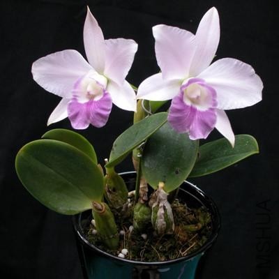 Lc.Mini Purple 'Blue Sky'1.jpg