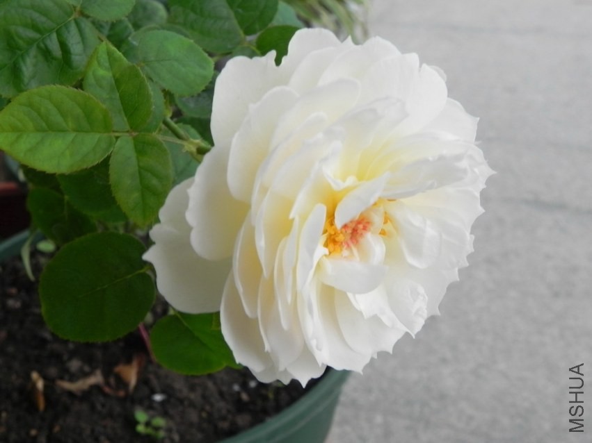 DSCN4169.jpg