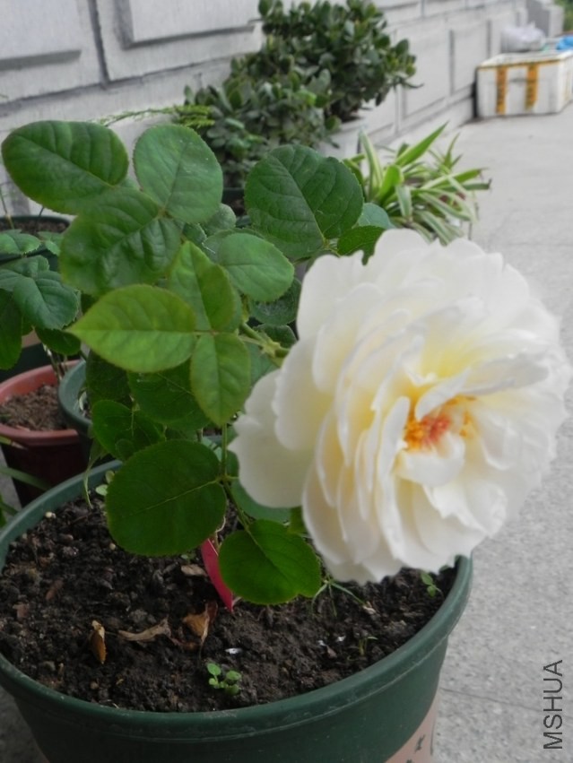 DSCN4173.jpg