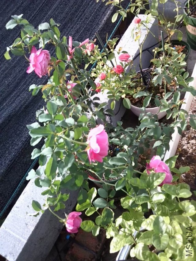 ������С IMG_20130923_071908.jpg
