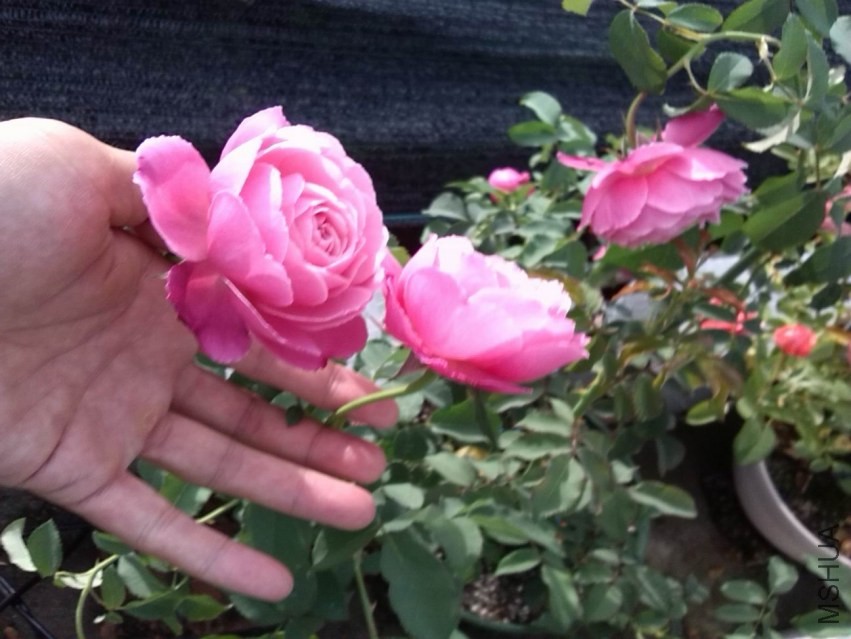 ������С IMG_20130923_072001.jpg