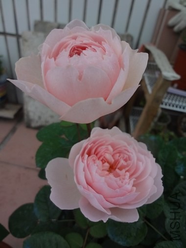 DSC07697.JPG