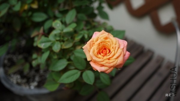 P1050169.JPG