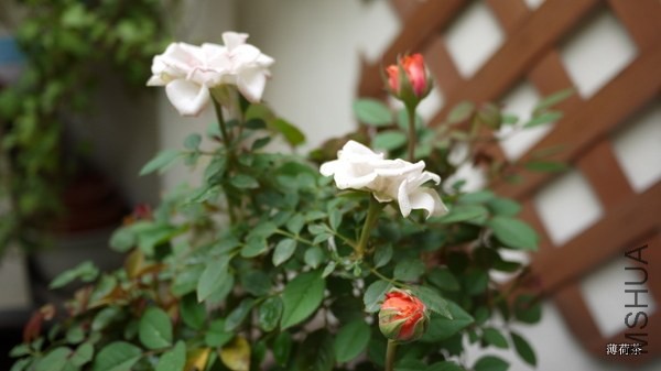 P1050173.JPG