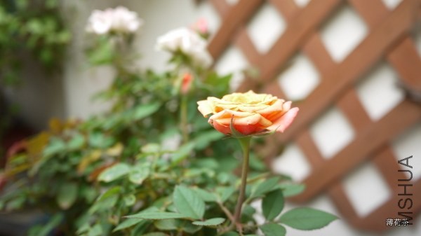 P1050172.JPG