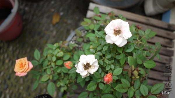 P1050175.JPG