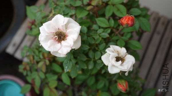 P1050174.JPG