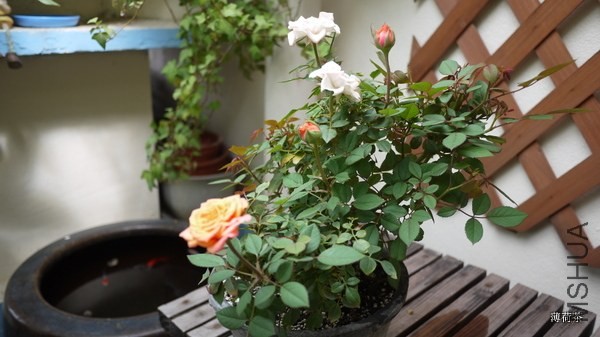 P1050176.JPG