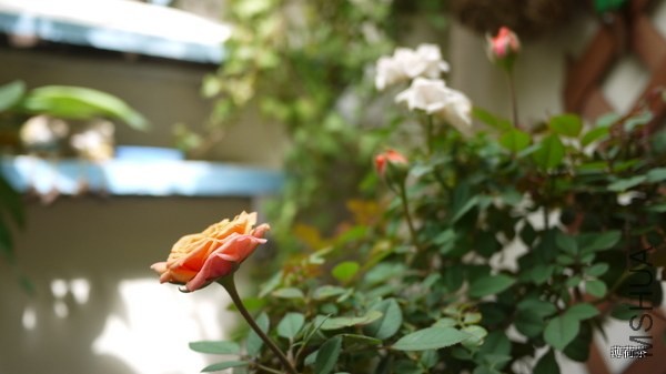 P1050177.JPG