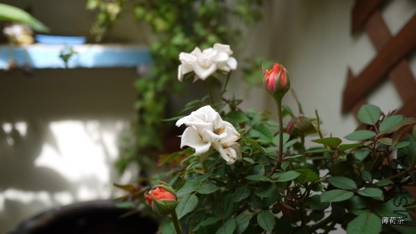 P1050180.JPG