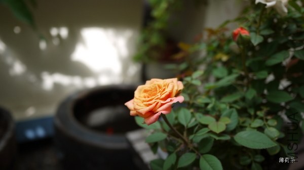 P1050179.JPG