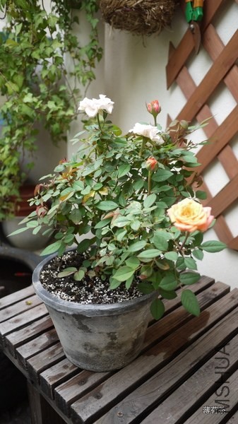P1050181.JPG