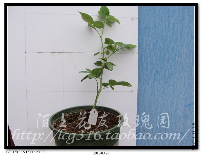 nEO_IMG_DSC05407.jpg