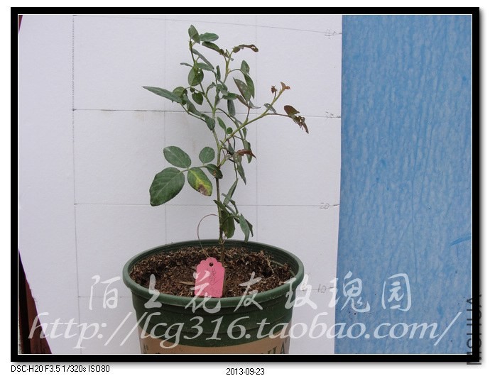 nEO_IMG_DSC05405.jpg