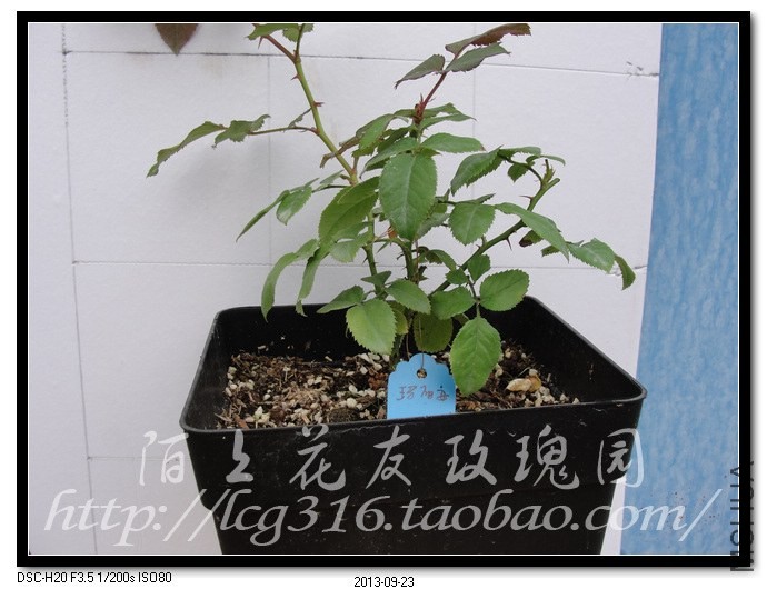 nEO_IMG_DSC05409.jpg