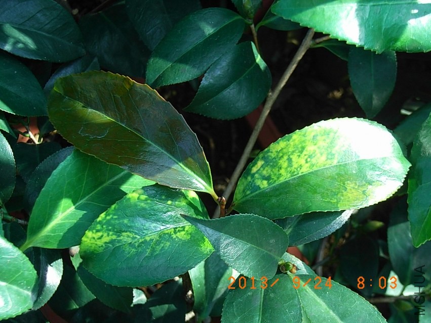 R9255635��ҹ����.JPG