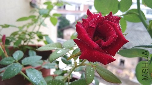 IMG_20130817_081136_����.jpg