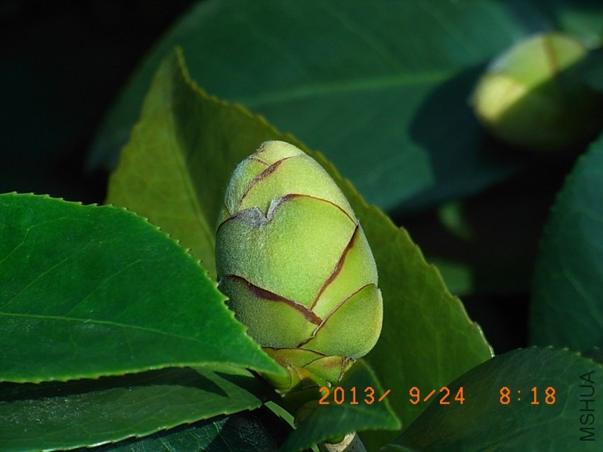 R9255657�����Mɪ.JPG