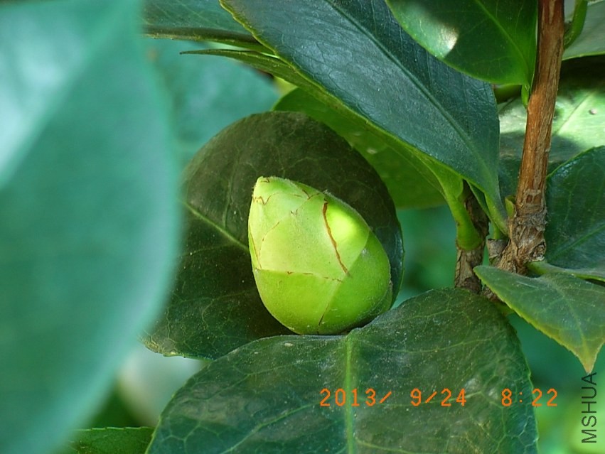 R9255659����.JPG