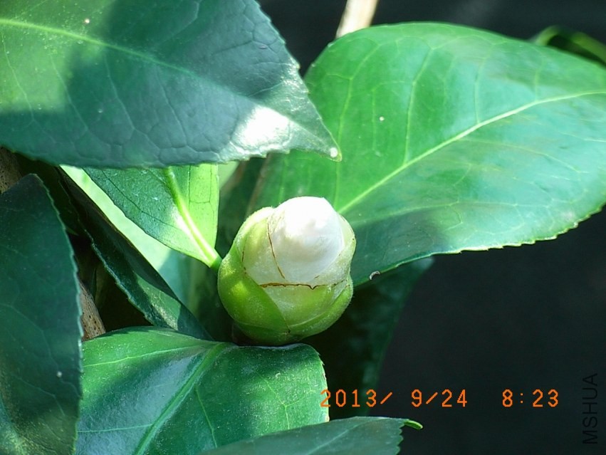 R9255661��è.JPG