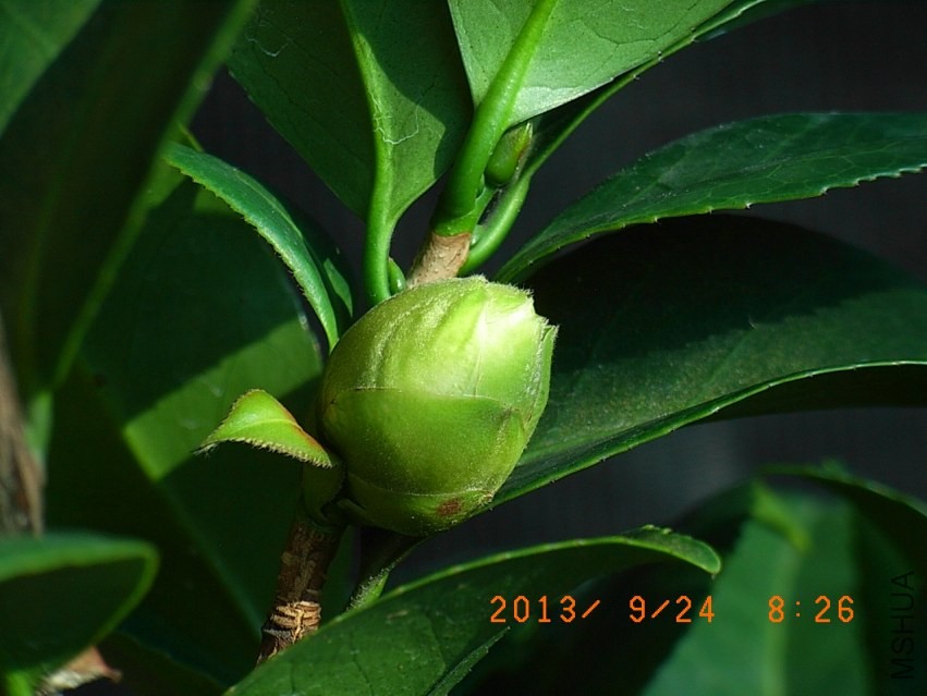 R9255663���.JPG