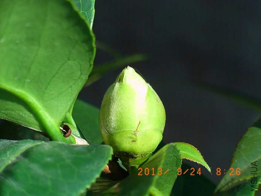 R9255664���.JPG