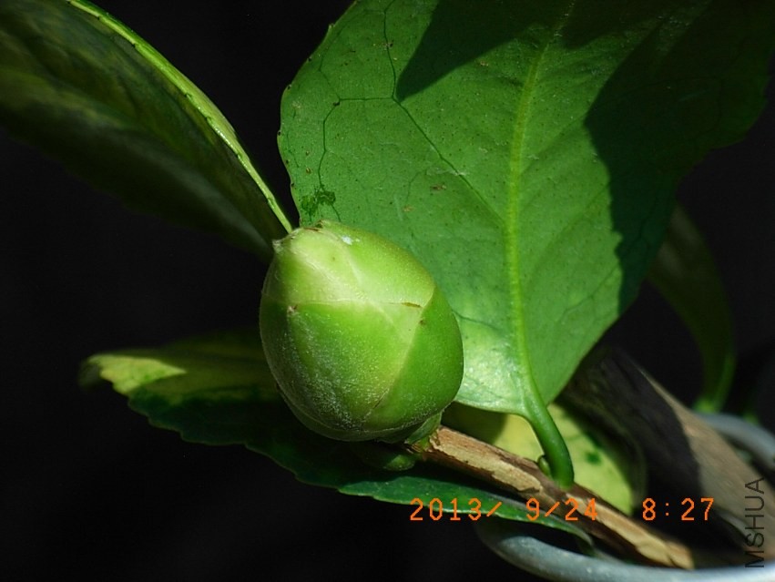 R9255665.JPG