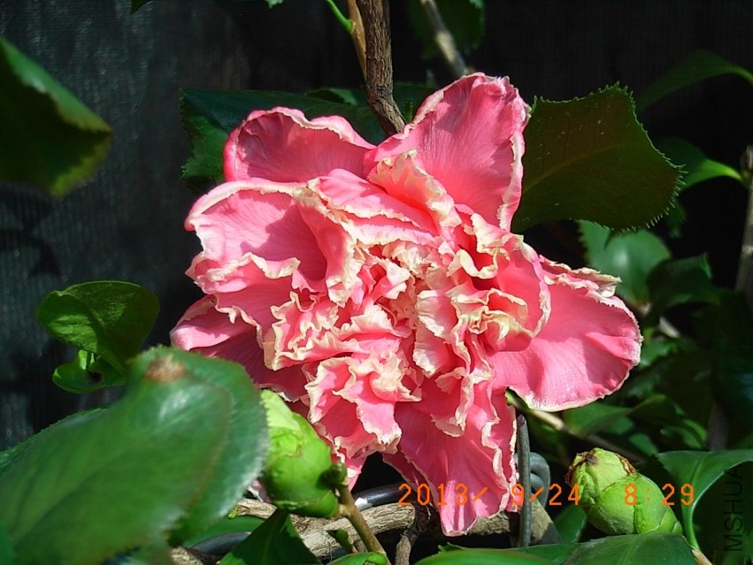 R9255667.JPG