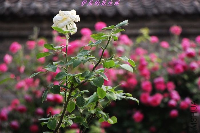 nEO_IMG_IMG_7394.jpg