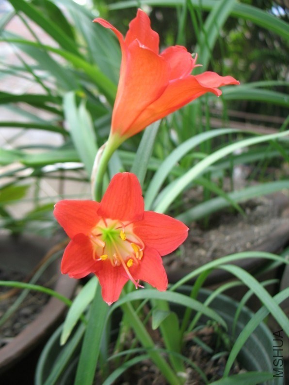 Cyrtanthus  sanguineus �󻨺촹Ͳ.jpg
