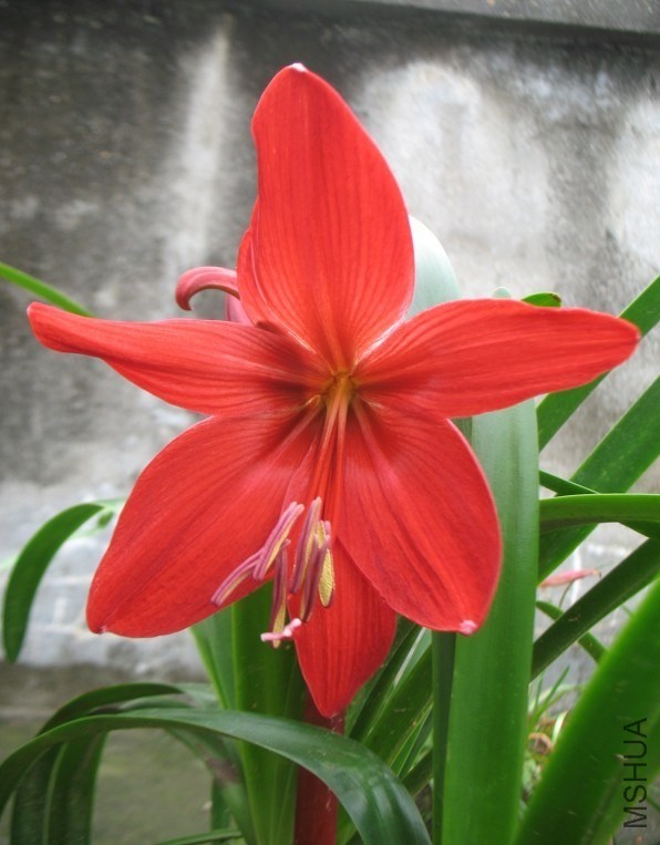 Hippeastrelia Durga Pradhan ������.jpg