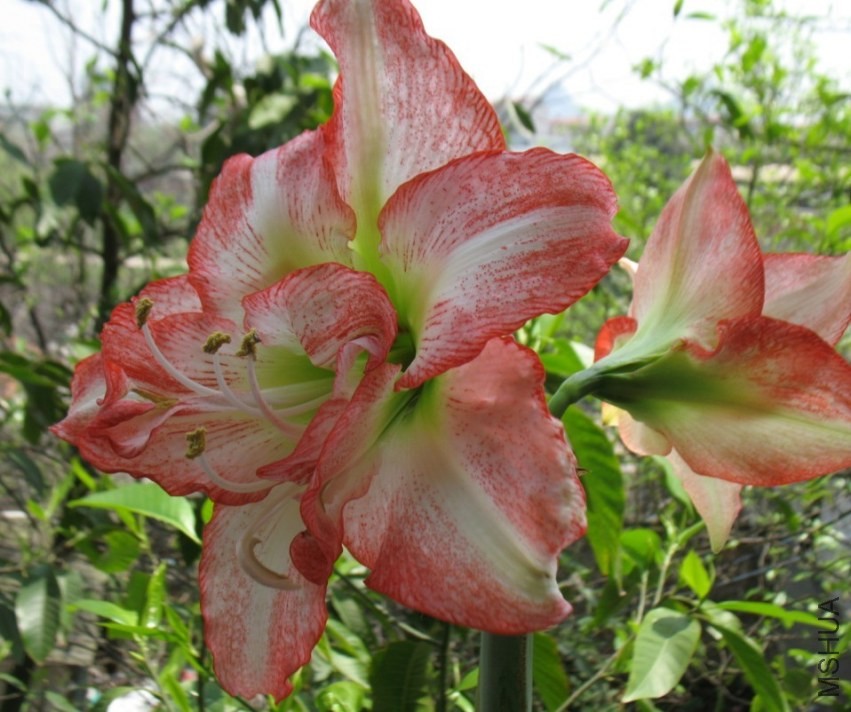 Hippeastrum Double Record ˫��.jpg