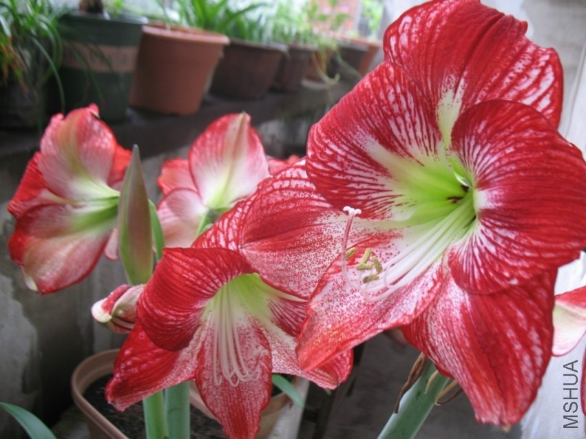 Hippeastrum Flamenco Queen �����������.jpg