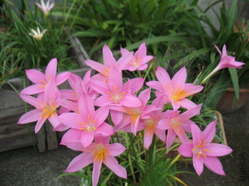 Z.macrosiphon.jpg
