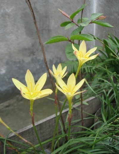 z.primulina.jpg