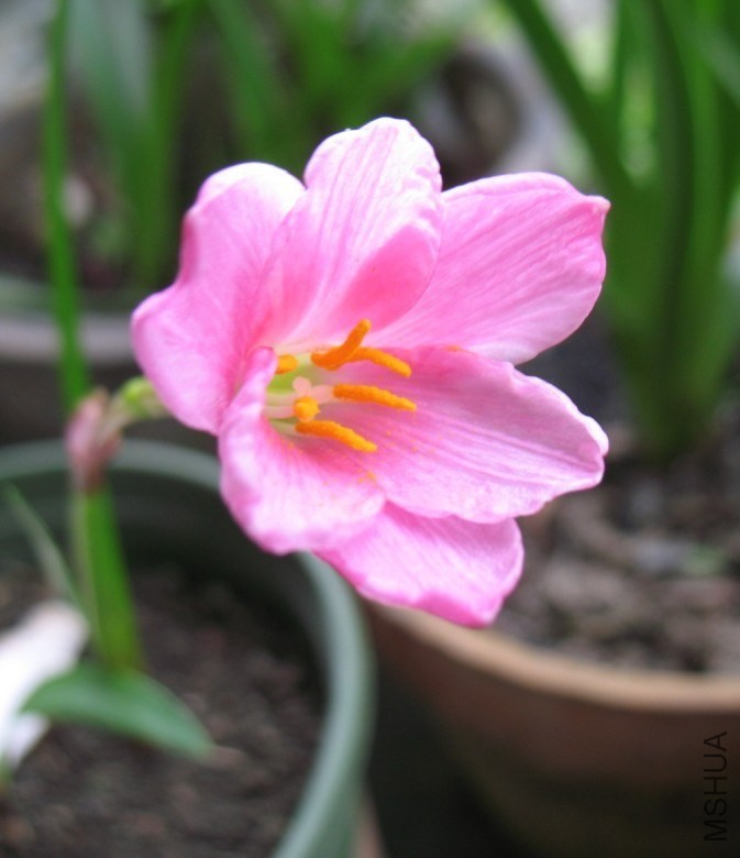 Zephyranthes Benidama  �챦ʯ.jpg