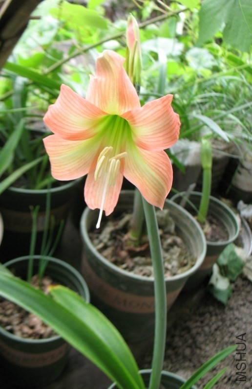 Hippeastrum Bellisimo ����.jpg