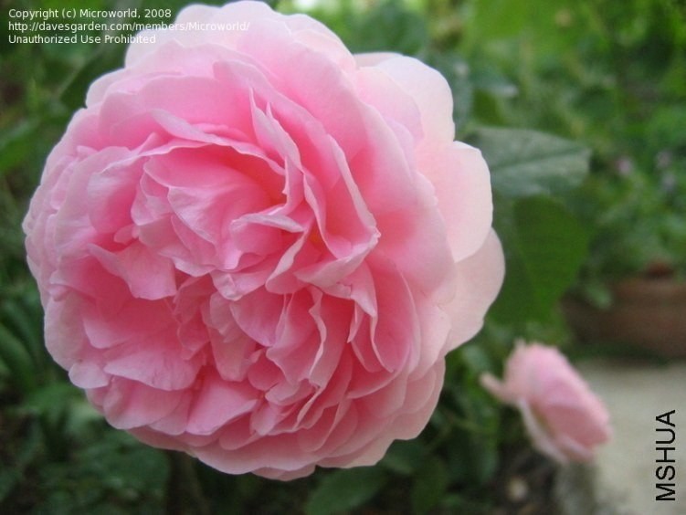 ���������1 of Rosarian.jpg