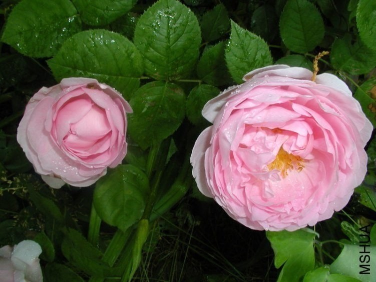 ���������2 of Rosarian.jpg