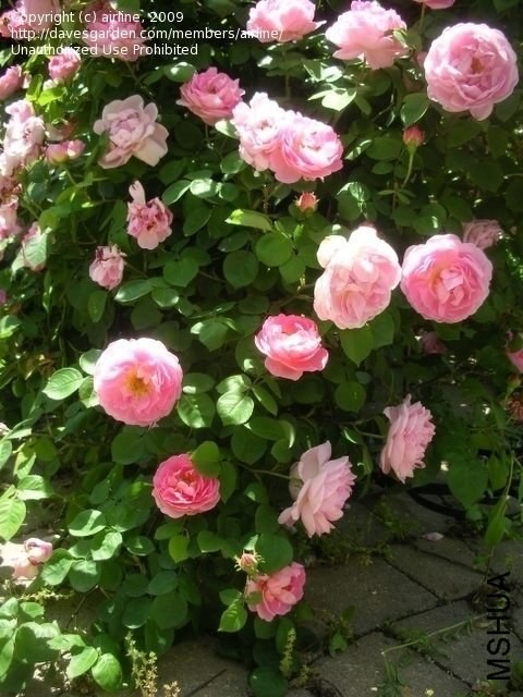 ���������4 of Rosarian.jpg