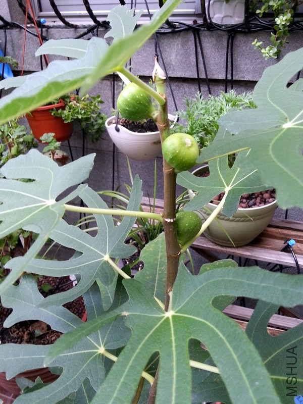 �޻������������20130925.jpg