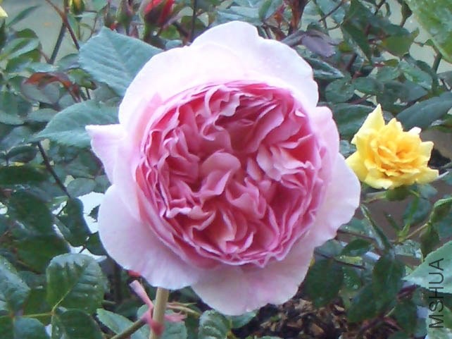 ��������ͷ��