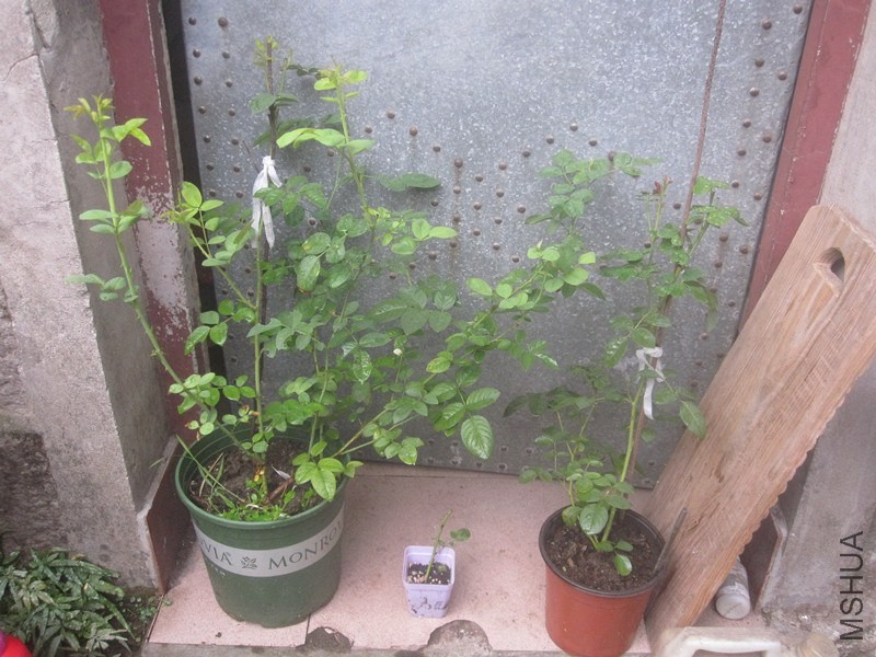 ��Ƭ 008_����.jpg