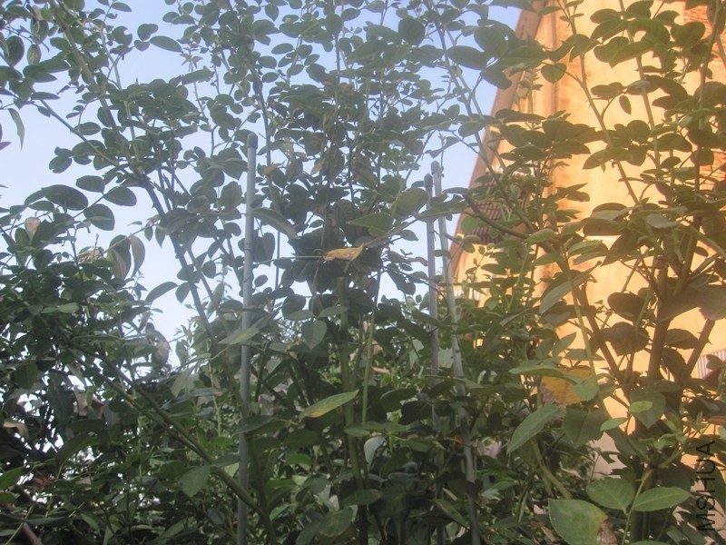 ��Ƭ 010_����.jpg