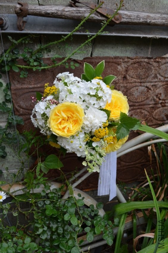 Campanella Yellow1.jpg