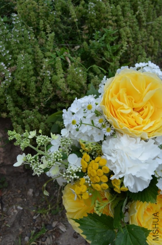 Campanella Yellow2.jpg