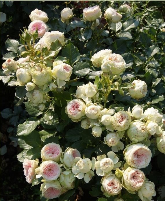 Pompon Veranda3.jpg